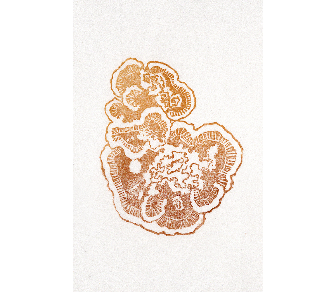 “Rosette Mushroom” - Kristen Etmund